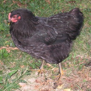a black chicken, walking through the grass