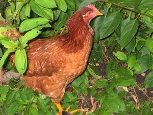 Ginger the chicken, hiding among the bushes
